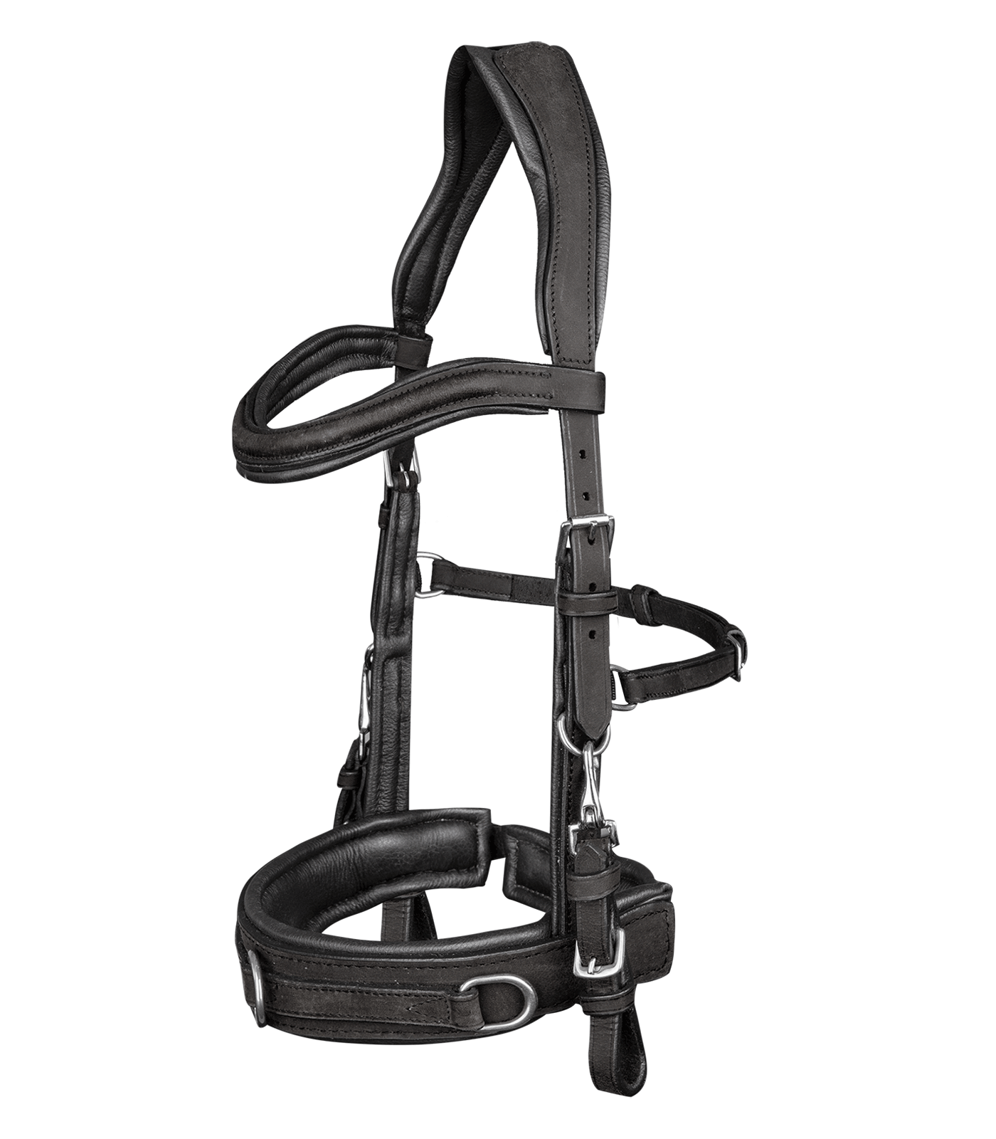 Lederkappzaum, anatomic